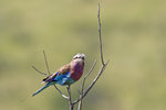 Lilac-breasted Roller 1DM40660r