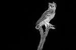 Verreaux's Eagle-Owl (Giant Eagle-Owl) UK3A3163r bw