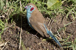 Red-cheeked Gordon-bleu (male) UK3A3744r