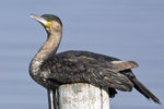 Great Cormorant
UK3A4179r
