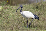 Sacred Ibis UK3A4358r