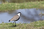Spur-wing Plover UK3A4360r
