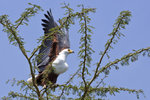 African Fish Eagle UK3A4505r