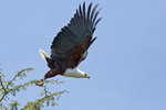 African Fish Eagle UK3A4507r