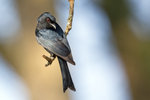 Fork-tailed Drongo UK3A4836r
