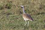 White-bellied Bustard UK3A4916r