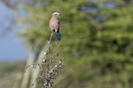 Rufous-crowned Roller UK3A4930r