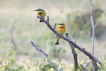 Little Bee-eater UK3A4969r