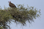 Lappet-faced Vulture UK3A5802recropped