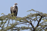 Ruppell's Griffon Vulture K3A5843r