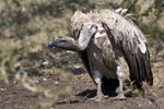African White-backed Vulture UK3A5851r