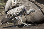Ruppell's Griffon Vulture UK3A5859r