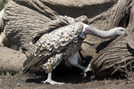 Ruppell's Griffon Vulture UK3A5862r