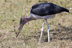 Marabu Stork UK3A5966r