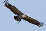 Ruppell's Griffon Vulture UK3A5989r