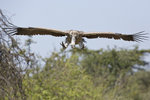 Ruppell's Griffon Vulture UK3A6001r