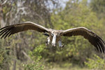 Ruppell's Griffon Vulture UK3A6007r