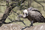 Ruppell's Griffon Vulture UK3A6044r