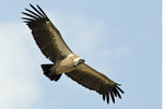 African White-backed Vulture UK3A7211r