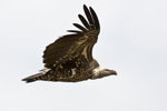 Ruppell's Griffon Vulture UK3A7233r