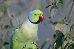 Rose-ringed Parakeet（紅領綠鸚鵡）_TP_2703r (1)