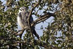 Black-winged Kite（黑翅鳶）_TP_2711r (1)