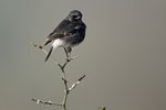 Pied Bushchat  （白斑黑石即鳥）_TP_2759r (1)