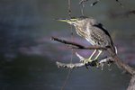 ndian Pond Heron (non-breeding)（印度池鷺）_TP_2821r (1)