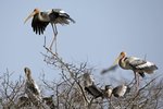 Painted Stork（彩鸛）_TP_3013r (1)