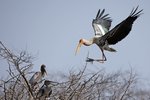 Painted Stork（彩鸛）_TP_3082r (1)