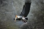 Painted Stork（彩鸛）_TP_3145r (1)
