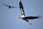 Painted Stork（彩鸛）_TP_3347r (1)