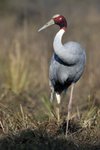 Sarus Crane（丹頸鶴）_TP_3606r (1)