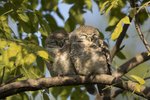 Spotted Owlet（橫斑腹小鴞）_TP_3721r (1)