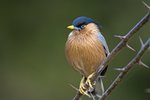 Brahminy Starling （黑冠椋鳥） _TP_3789r (1)