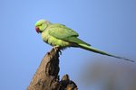 Rose-ringed Parakeet（紅領綠鸚鵡）_TP_3880r (1)