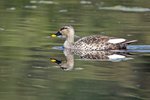Indian Spot-billed Duck（花嘴鴨）_TP_3953r (1)