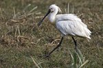 Eurasian Spoonbill (breeding)（白琵鷺） _TP_3998r (1)