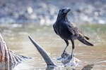 Large-billed Crow（巨嘴鴉）_TP_4041r (1)