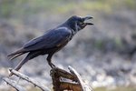Large-billed Crow（巨嘴鴉） _TP_4053r (1)