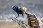 Large-billed Crow（巨嘴鴉） _TP_4059r (1)