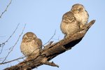 Spotted Owlet（橫斑腹小鴞）_TP_4435r (1)