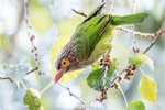 Brown-headed Barbet（斑頭綠擬啄木）_TP_4590r (1)