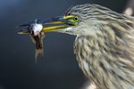 Indian Pond Heron (non-breeding)（印度池鷺）_TP_4601r (1)