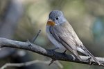 Red-breasted Flycatcher（紅胸姬鶲）_TP_4608r (1)