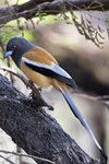 Rufous Treepie（棕腹樹鵲）_TP_4648r (1)