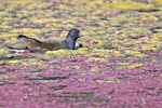 Common Moorhen（紅冠水雞）_TP_4673r (1)