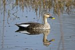 Indian Spot-billed Duck（花嘴鴨）_TP_4749r (1)