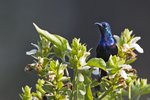 Purple Sunbird（紫花蜜鳥）_TP_4755r2 (1)