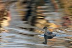 Little Grebe（小鸊鵜) _TP_5065r (1)